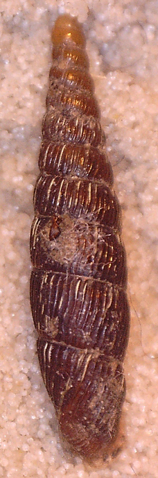 Clausilia dal Cansiglio